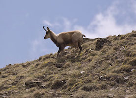 El rebeco abatido, récord de la Cordillera Cantábrica